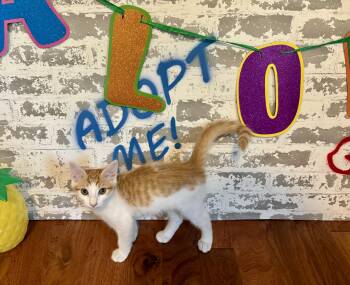 Ernie -  Domestic Short Hair Cat for Adoption in San Tan Valley, Arizona - Ernie | PetCurious