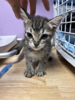 Emily -  Domestic Short Hair Cat for Adoption in El Paso, Texas - Emily | PetCurious