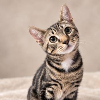 Opie -  Domestic Short Hair Cat for Adoption in Rixeyville, Virginia - Opie | PetCurious