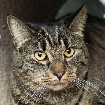 Rescue Domestic Short Hair Cats for Adoption in Middletown, Rhode Island - Freida | PetCurious