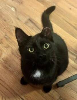 Star -  Domestic Medium Hair Cat for Adoption in Noble, Oklahoma - Star | PetCurious