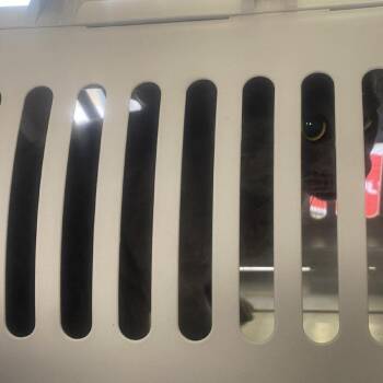 Domestic Medium Hair Cats Available for Adoption - Felix | PetCurious