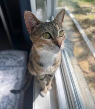 Sunny -  Domestic Short Hair Cat for Adoption in Angleton, Texas - Sunny | PetCurious