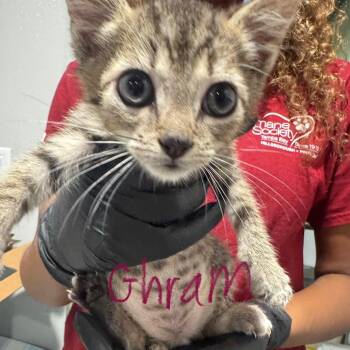 Ghram -  Domestic Short Hair Cat for Adoption in Tampa, Florida - Ghram | PetCurious
