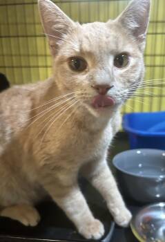 Domestic Short Hair Cats Available for Adoption - Snoopy | PetCurious