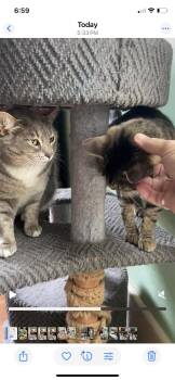 Rescue Domestic Short Hair Cats for Adoption in Seattle, Washington - Dust Bunny And Raccoon | PetCurious