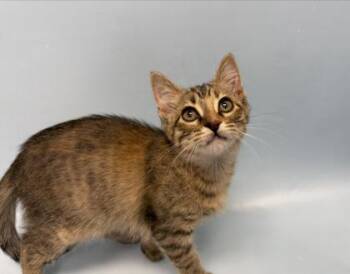 Pumpkin Spice -  Domestic Short Hair Cat for Adoption in Woodbury, Minnesota - Pumpkin Spice | PetCurious