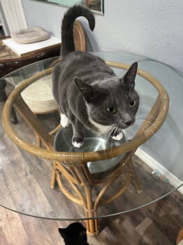 Rescue Domestic Short Hair Cats for Adoption in Naples, Florida - Tiny | PetCurious