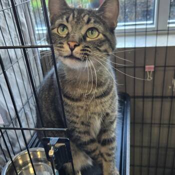 Domestic Short Hair Cats Available for Adoption in Mokena, Illinois - Salzburg | PetCurious