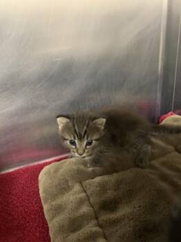 Sweetpea -  Domestic Short Hair Cat for Adoption in Conway, Arkansas - Sweetpea | PetCurious
