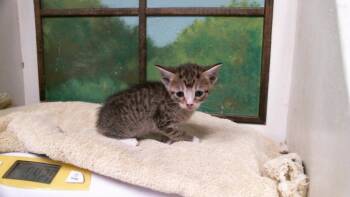 DENISE -  Domestic Short Hair Cat for Adoption in Houston, Texas - DENISE | PetCurious