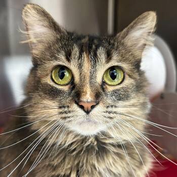 Rescue Domestic Medium Hair Cats for Adoption in Jefferson, Wisconsin - Trixie | PetCurious