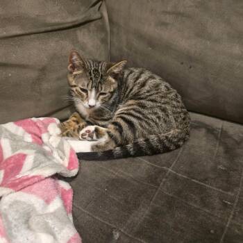 MATEO -  Tabby Cat for Adoption - MATEO | PetCurious