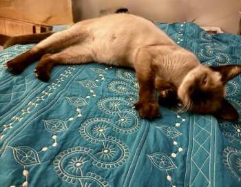 Rescue Siamese Cats for Adoption in Los Angeles, California - Circe (F) | PetCurious