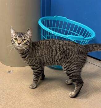 Domestic Short Hair Cats Available for Adoption in Minneapolis, Minnesota - NASA | PetCurious