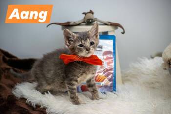 Aang -  Domestic Short Hair Cat for Adoption in Sevierville, Tennessee - Aang | PetCurious