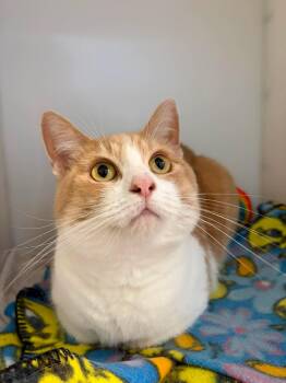 Kathy -  Domestic Short Hair Cat for Adoption in Delson, Quebec - Kathy | PetCurious