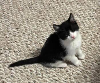 Bunny -  Domestic Short Hair Cat for Adoption in Breinigsville, Pennsylvania - Bunny | PetCurious