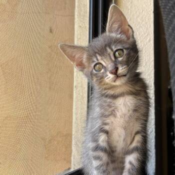 Fire -  Domestic Short Hair Cat for Adoption in San Diego, California - Fire | PetCurious
