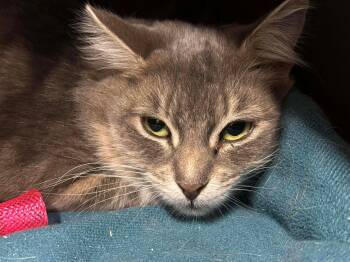 Rescue Domestic Long Hair Cats for Adoption in Fredericton, New Brunswick - Ivory | PetCurious