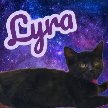Domestic Short Hair Cats Available for Adoption - Lyra (Midnight Mews) PRE- ADOPTION | PetCurious