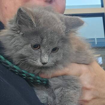 Domestic Medium Hair Cats Available for Adoption - Moxie | PetCurious