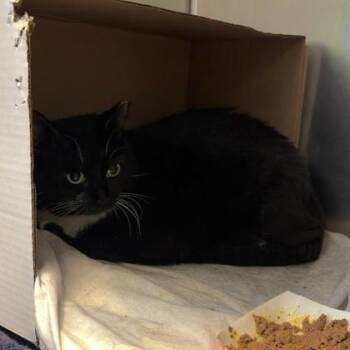 Domestic Short Hair Cats Available for Adoption in Richmond, Virginia - Sylvester | PetCurious