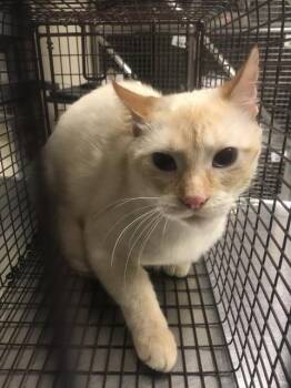 A430180 -  Domestic Short Hair Cat for Adoption in Conroe, Texas - A430180 | PetCurious