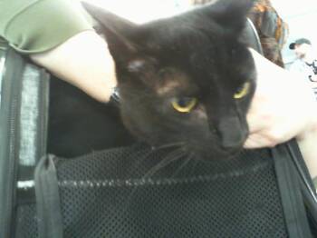 Domestic Short Hair Cats Available for Adoption in Charlotte, North Carolina - PUCK | PetCurious