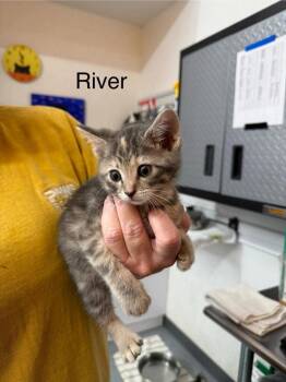 River -  Domestic Short Hair Cat for Adoption in St. George, Utah - River | PetCurious