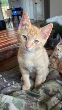 Rescue Domestic Short Hair Cats for Adoption in Nashville, Tennessee - Nacho | PetCurious
