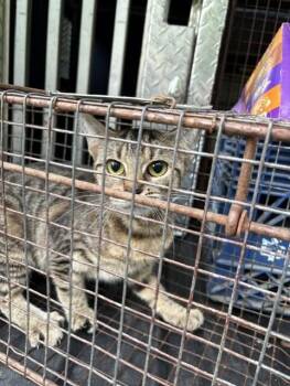 Shere Khan -  Domestic Short Hair Cat for Adoption in Providence Forge, Virginia - Shere Khan | PetCurious