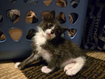 Pippa in foster care -  Domestic Short Hair Cat for Adoption in Ellicott City, Maryland - Pippa In Foster Care | PetCurious