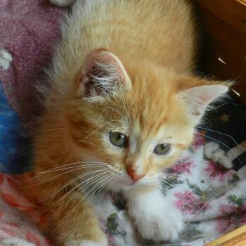 Domestic Short Hair Cats Available for Adoption in Chaska, Minnesota - Cece | PetCurious