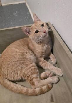 Hamlin -  Domestic Short Hair Cat for Adoption in Miami, Oklahoma - Hamlin | PetCurious