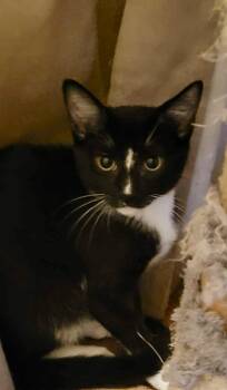 Rescue Domestic Short Hair Cats for Adoption in Jacksonville, Florida - Dubs =^.^= | PetCurious