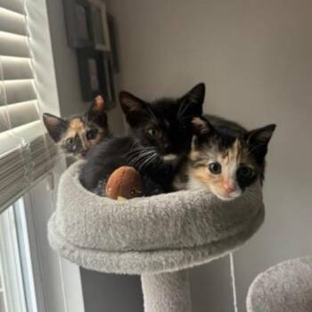Patches -  Domestic Short Hair Cat for Adoption in Fairfax Station, Virginia - Patches | PetCurious
