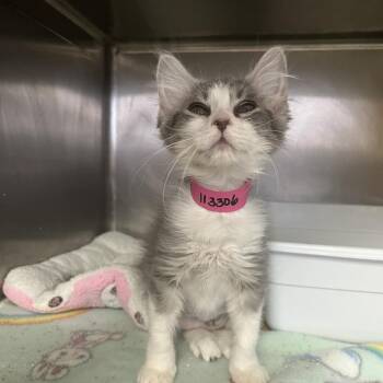 Murray -  Domestic Medium Hair Cat for Adoption in Lakeland, Florida - Murray | PetCurious