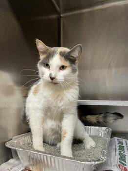 Rescue Domestic Short Hair Cats for Adoption in Aurora, Illinois - GIANNA | PetCurious