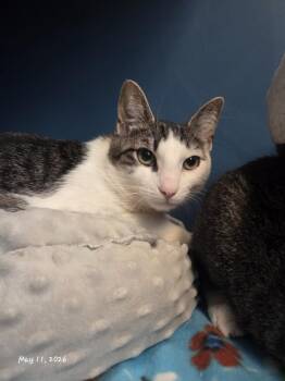Domestic Short Hair Cats Available for Adoption in Hagerstown, Maryland - JAGGER | PetCurious