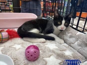 Socks -  Domestic Short Hair Cat for Adoption in Elk Grove, California - Socks | PetCurious