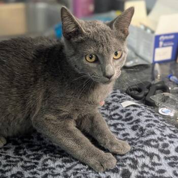 Squash -  Russian Blue and Domestic Short Hair Cat for Adoption in Brighton, Missouri - Squash | PetCurious
