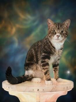 Titus -  Tabby Cat for Adoption in Theodore, Alabama - Titus | PetCurious