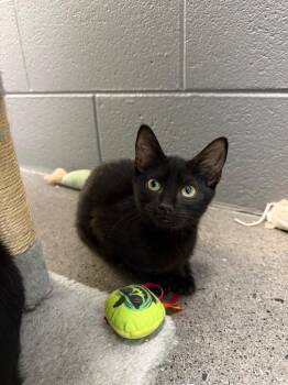 Honolulu (Miller) -  Domestic Short Hair Cat for Adoption in Johnson City, Tennessee - Honolulu (Miller) | PetCurious
