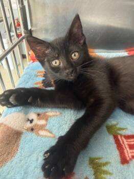 Ivory -  Domestic Short Hair Cat for Adoption in Pomona, New York - Ivory | PetCurious