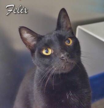 Rescue Domestic Short Hair Cats for Adoption in Middle Township, New Jersey - Felix | PetCurious