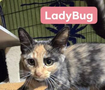 Rescue Domestic Short Hair Cats for Adoption in Buena Vista, Virginia - Lady Bug | PetCurious