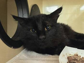 Domestic Short Hair Cats Available for Adoption in Martinez, California - BAGHEERA | PetCurious