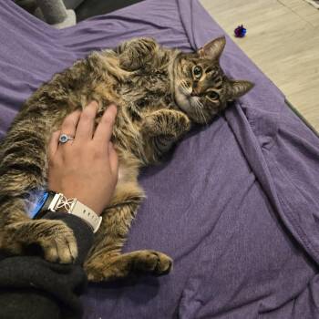 Domestic Short Hair Cats Available for Adoption in Downers Grove, Illinois - Cupcake | PetCurious