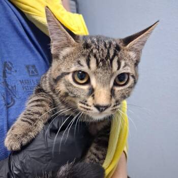 Tokyo -  Domestic Short Hair Cat for Adoption in Riverside, California - Tokyo | PetCurious